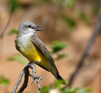 Western Kingbird