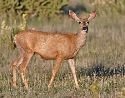 Mule Deer