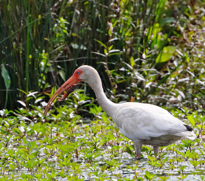 White Ibis