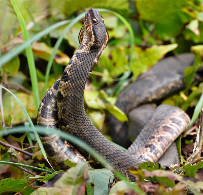 Cottonmouths