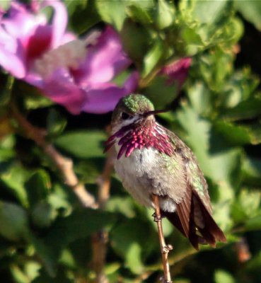 Calliope Hummingbird