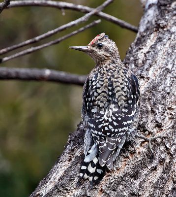 Yellow-bellied Sapsucker