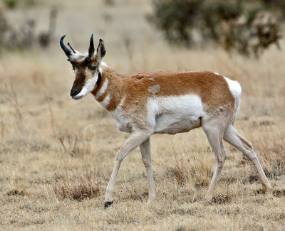 Pronghorn