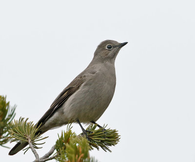 Townsend's Solitaire