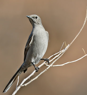 Townsend's Solitaire