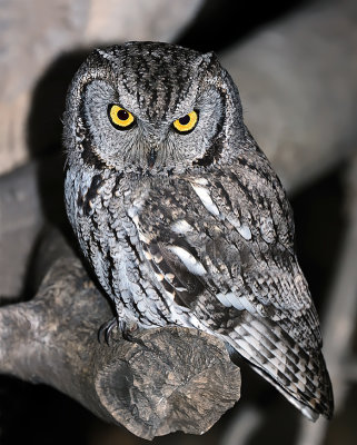 Western Screech-Owl