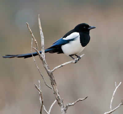 Black-billed Magpie