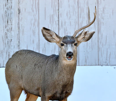 Mule Deer