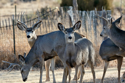 Mule Deer