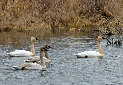 Trumpeter Swans