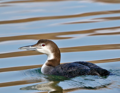 Common Loon