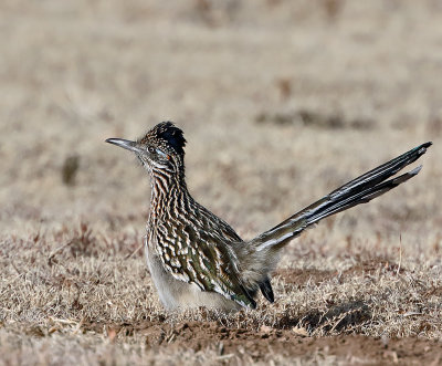 Greater Roadrunner