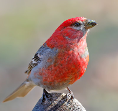 Pine Grosbeak