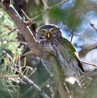 Northern Pygmy-Owl