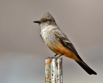 Say's Phoebe