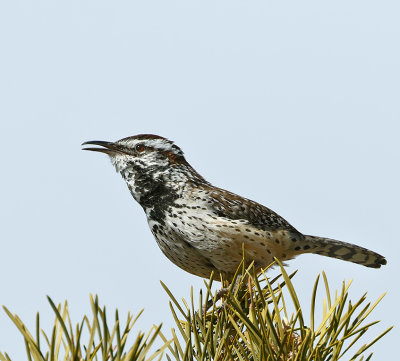 Cactus Wren