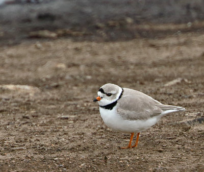 Piping Plover