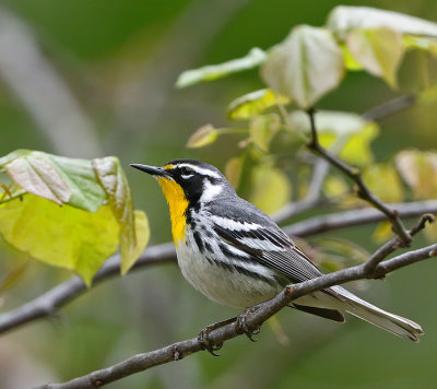 Yellow-throated Warbler