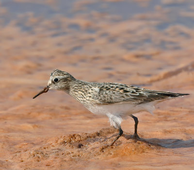 Baird's Sandpiper