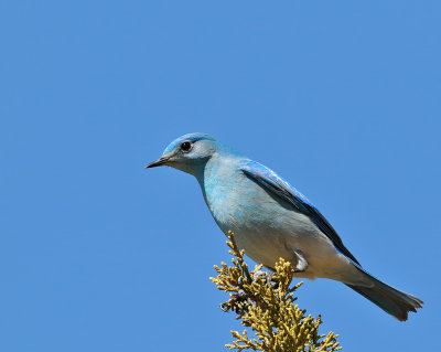 Mountain Bluebird