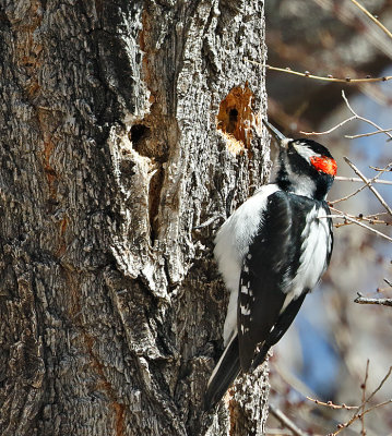 Hairy Woodpecker