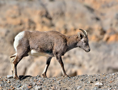 Bighorn Sheep