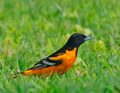 Baltimore Oriole