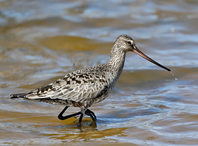 Hudsonian Godwit