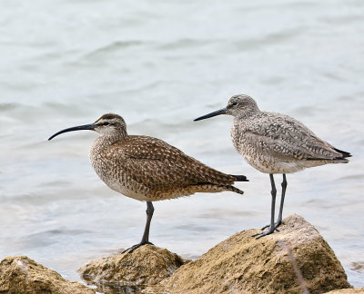 Whimbrel