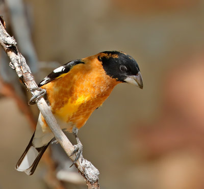 Black-headed Grosbeak