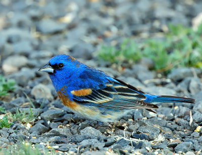 Blue Grosbeak x Lazuli Bunting hybrid