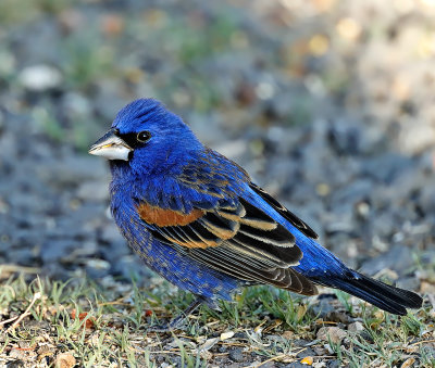 Blue Grosbeak