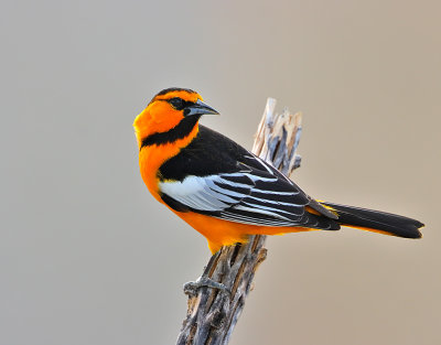 Bullock's Oriole