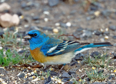 Lazuli Bunting