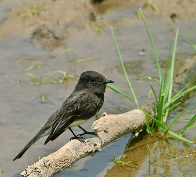 Black Phoebe