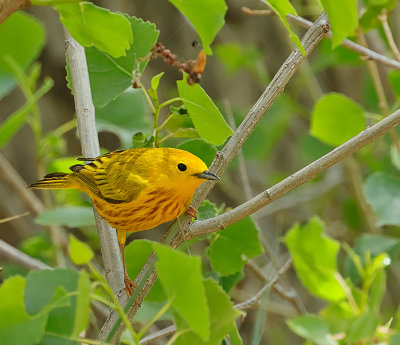 Yellow Warbler