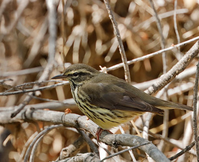 Northern Waterthrush