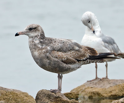 California Gull