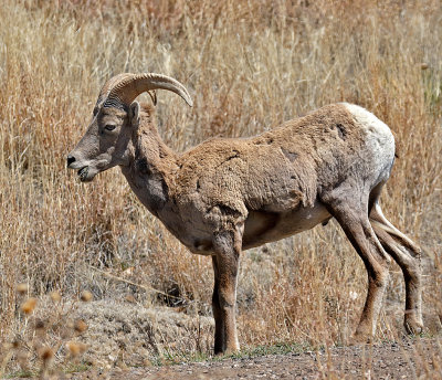 Bighorn Sheep