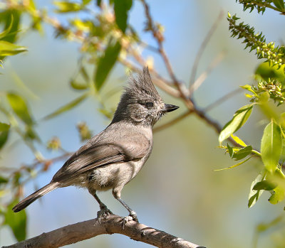 Juniper Titmouse