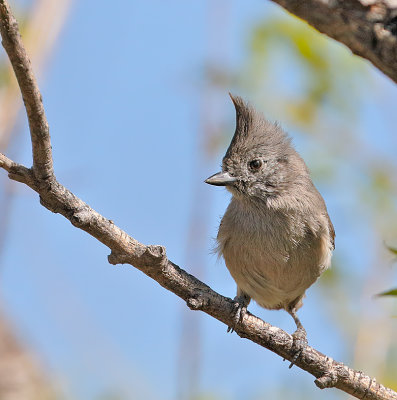 Juniper Titmouse