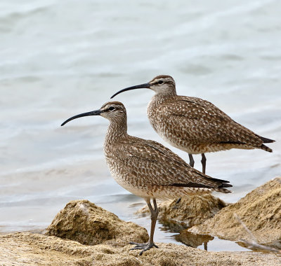 Whimbrels