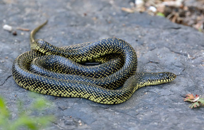 Speckled Kingsnake