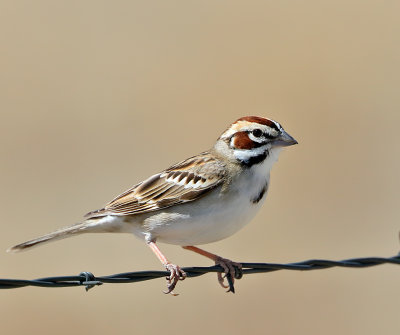 Lark Sparrow