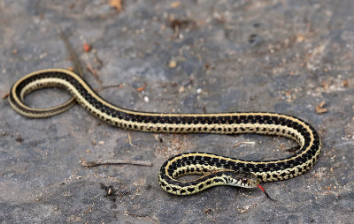 Common Gartersnake