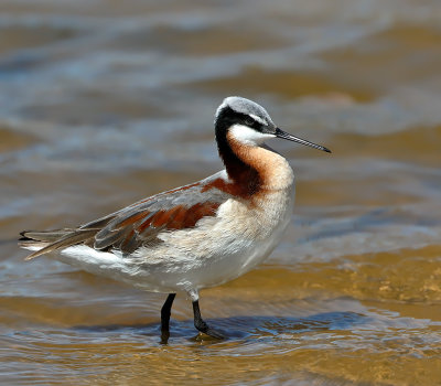 Wilson's Phalarope