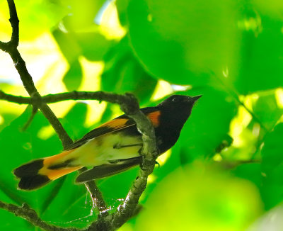 American Redstart