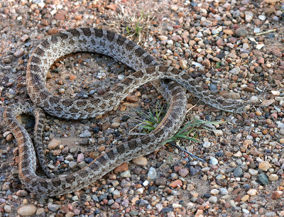 Great Plains Ratsnake