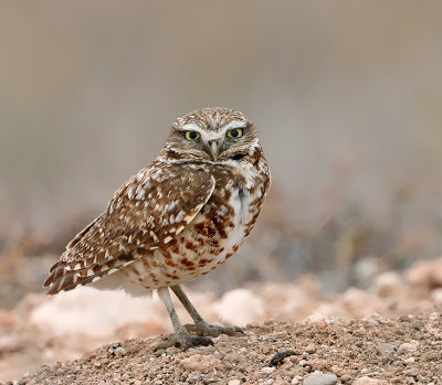 Burrowing Owl