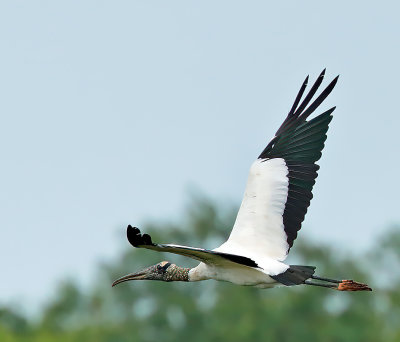 Wood Stork